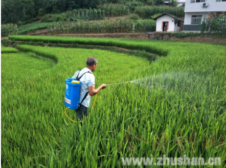 大庙乡：主动出击防虫害，提早防控保丰收