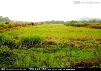 特寫：春風(fēng)吹綠“拋荒田”