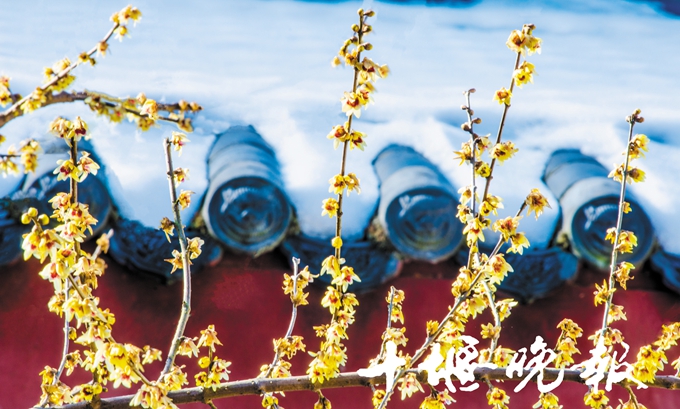 太和梅花火啦！这里有十堰踏雪寻梅赏花地图