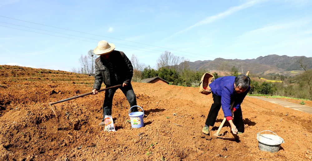 茶园套种增效益