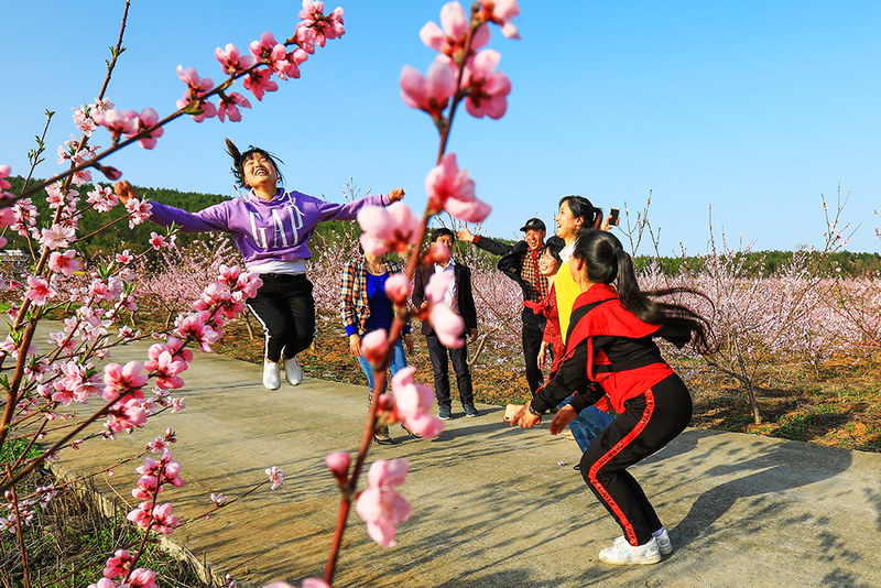 桃花盛开致富路