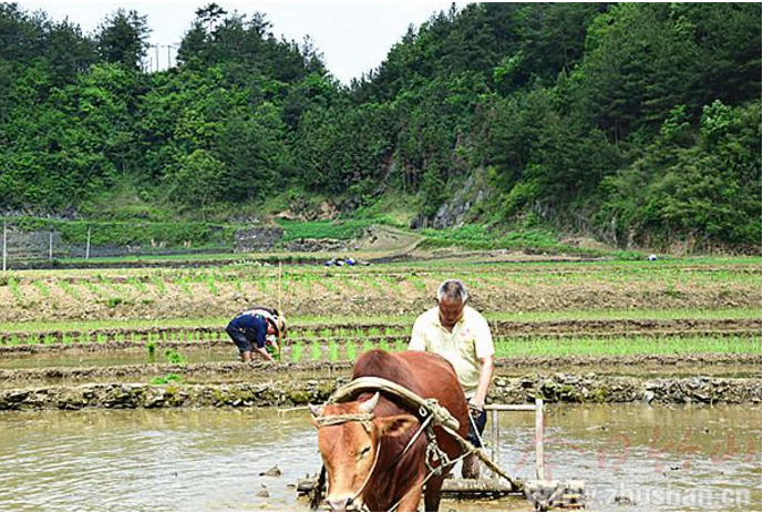 大庙乡：邻里互助乡风好 抢抓农时插秧忙
