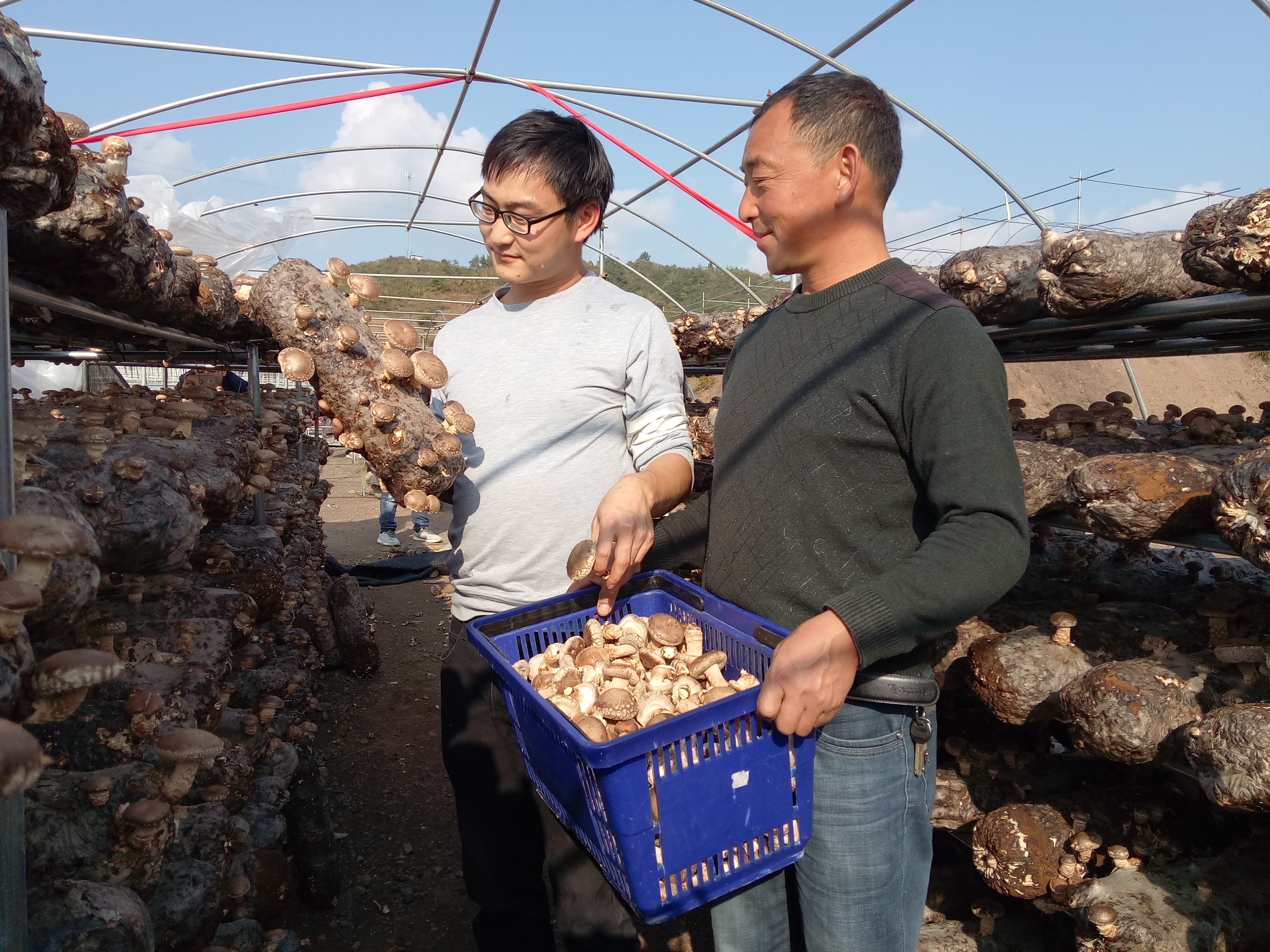 得胜镇：香菇产业助脱贫