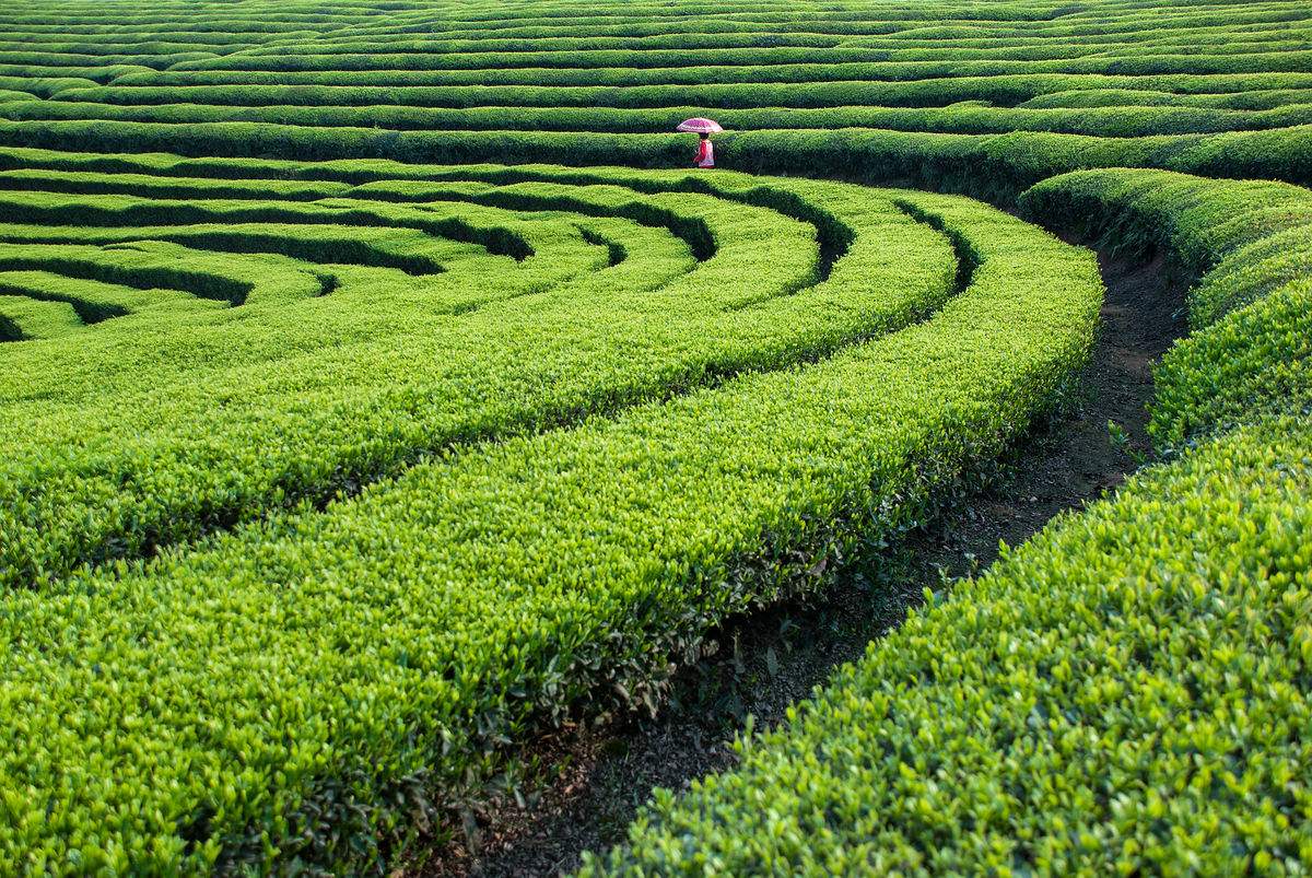 宝丰镇强力推进茶园建设