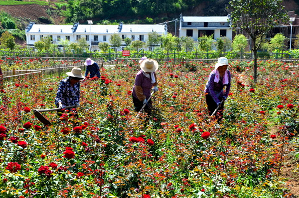 溢水镇：示范区内产业红