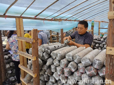 大庙乡：全力以赴推进食用菌扶贫产业建设