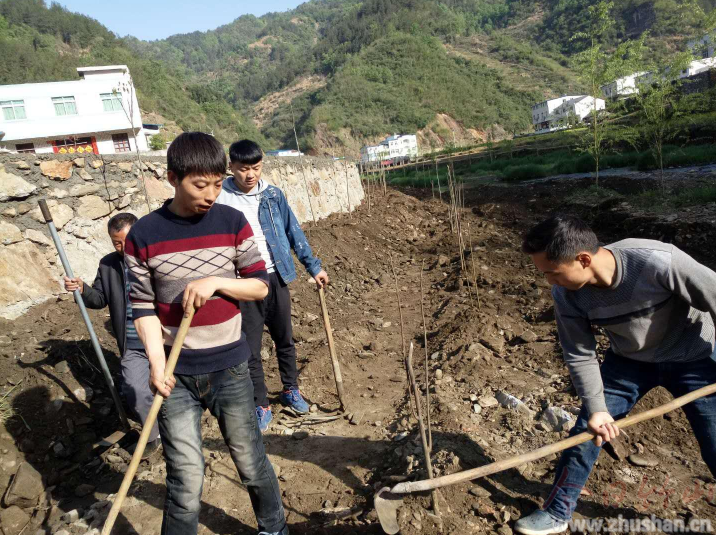 得胜镇：义务植树再添新绿