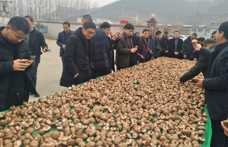 秦古镇：外出考察食用菌产业 助力脱贫攻坚