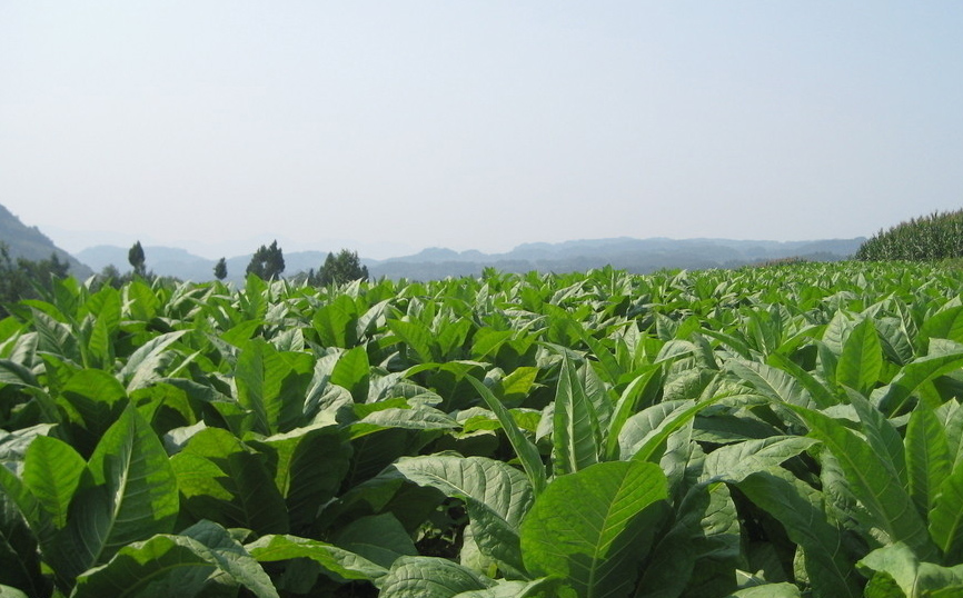 官渡镇:召开2019年烟叶移栽现场会