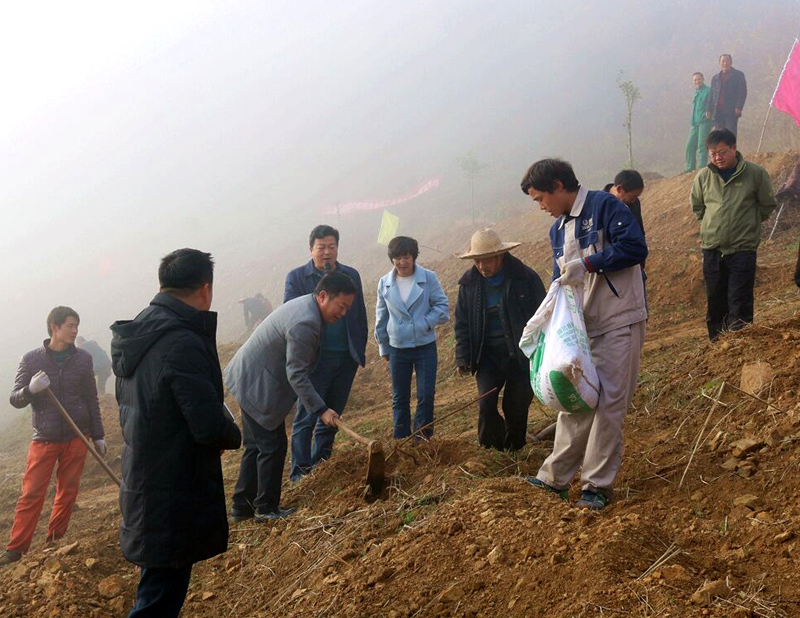 溢水镇：茶园攻坚战正酣