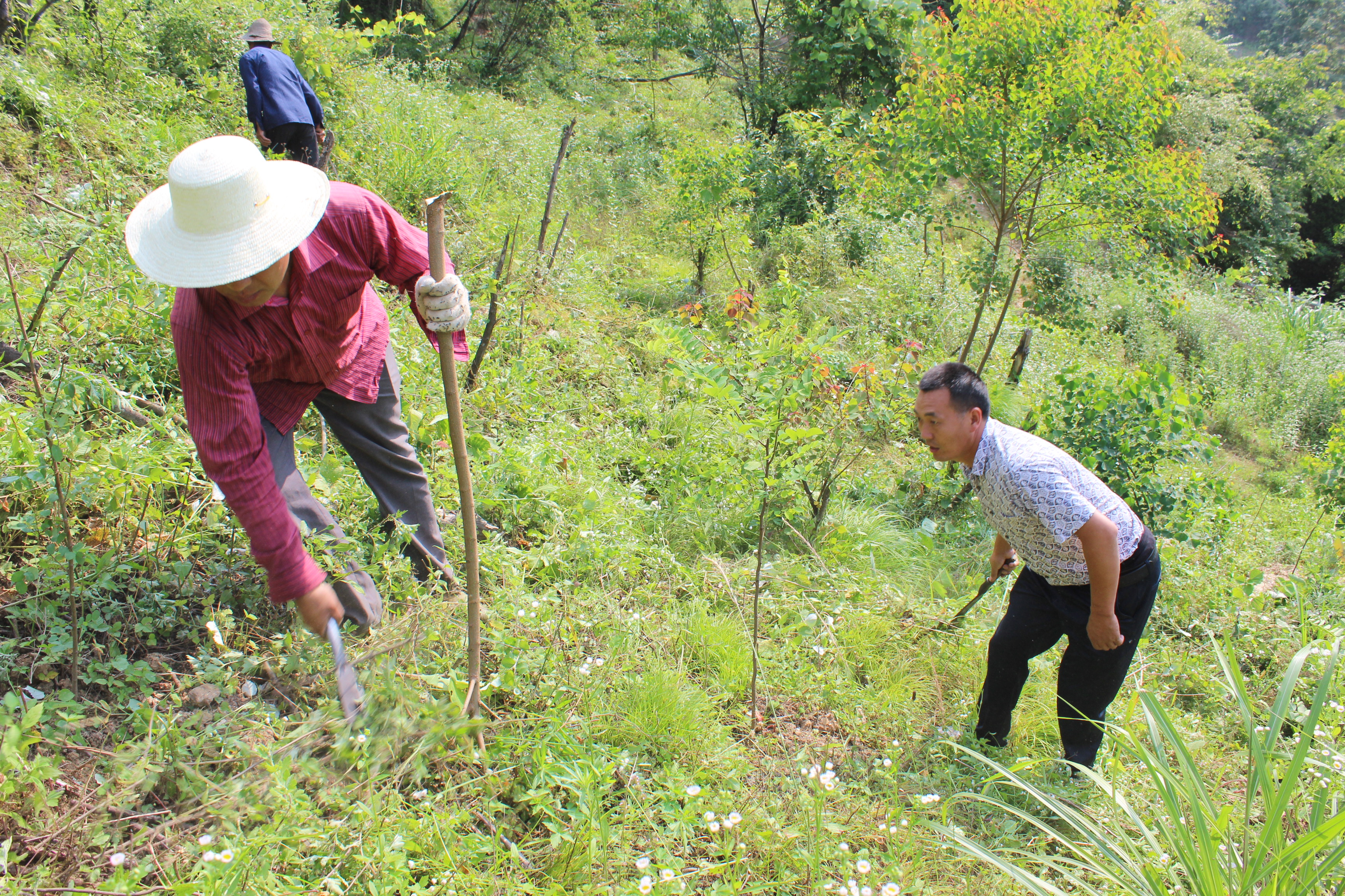楼台乡加强“精准灭荒”新造林抚育工作