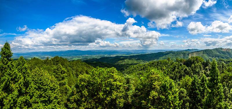 麻家渡：扎实做好林地普查工作