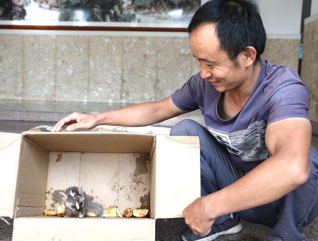 热心市民救助一只果子狸幼崽