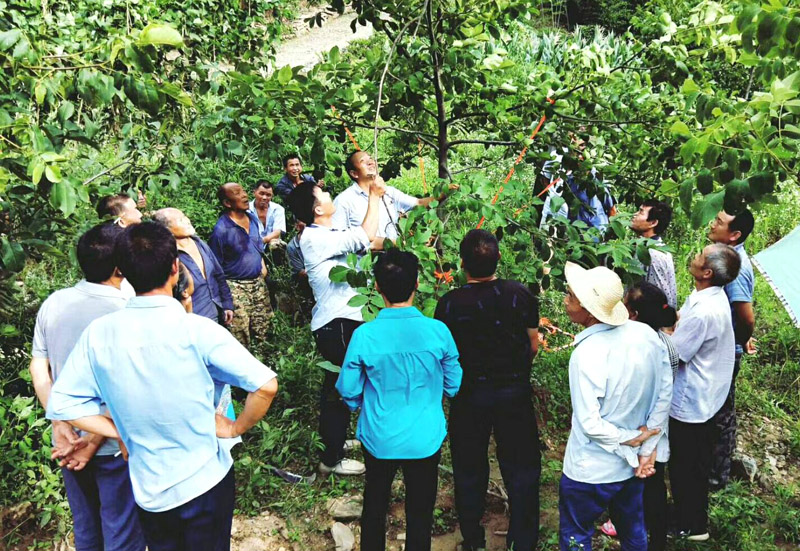 马路明：小核桃成就脱贫大产业