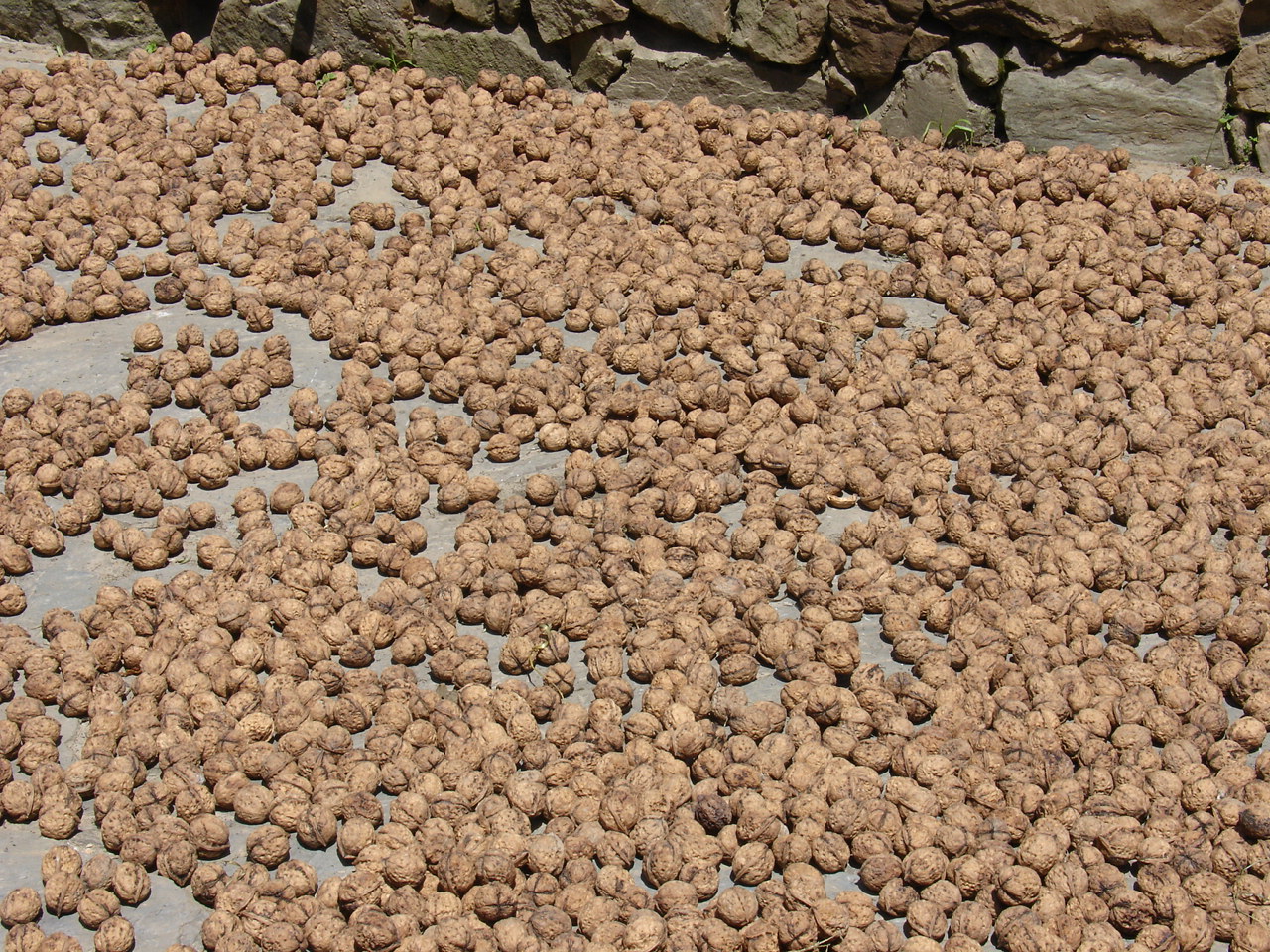 柳林乡：聚力核桃产业发展