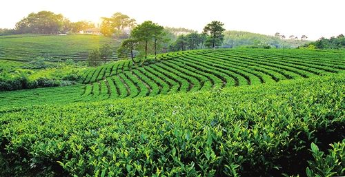 山上种下“脱贫果” 山下浇灌“致富茶”