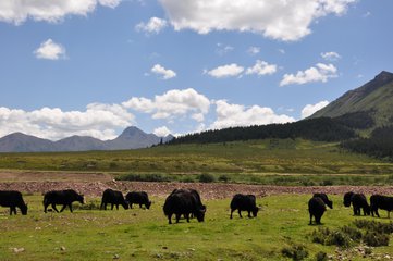 【我的中國(guó)夢(mèng)】甘肅一位耄耋老人的出行愿望