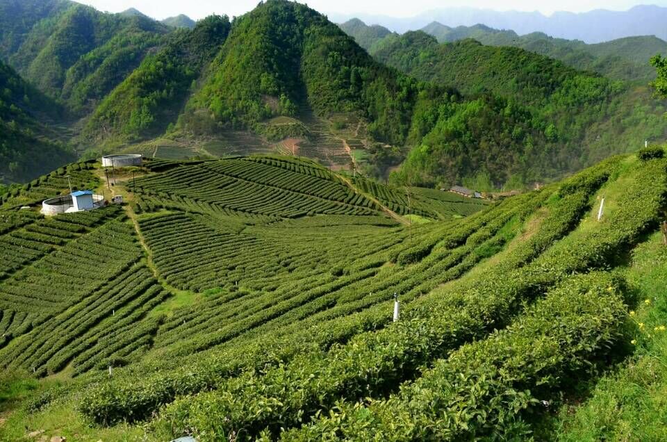 得胜镇：夯实扶贫产业 助推精准脱贫