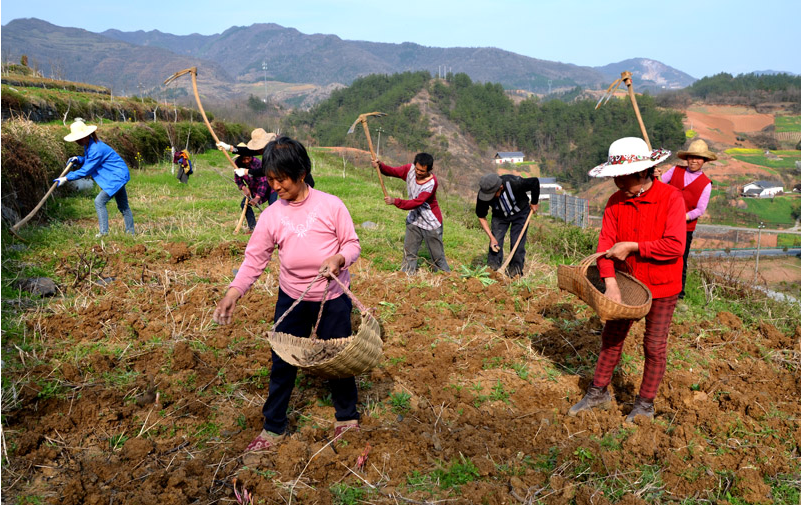 溢水镇：种植药材筑牢致富产业
