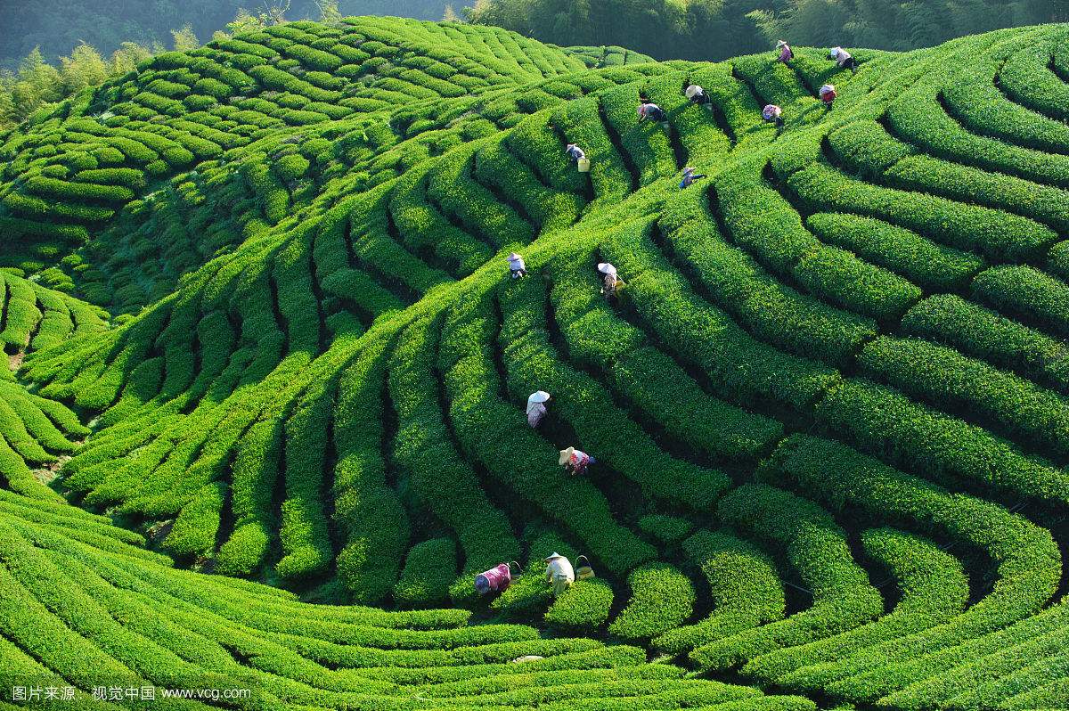 秦古镇：“四举措”做强茶叶产业 助推脱贫攻坚