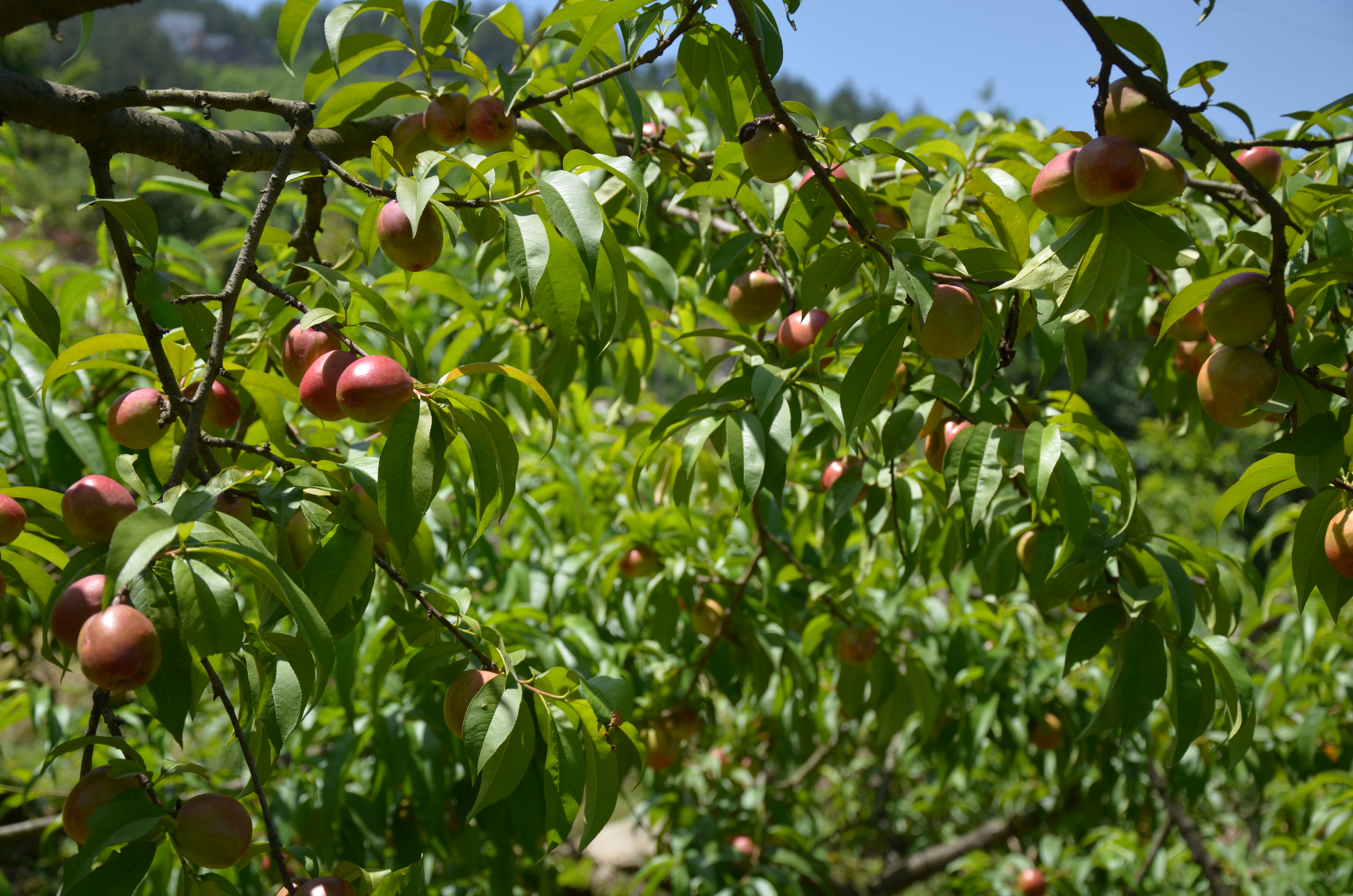 培育专业合作社  挖掘潜力兴产业