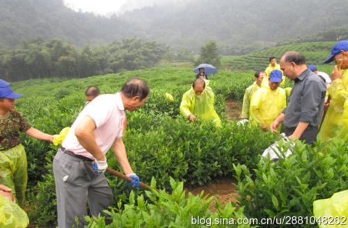 秦古镇“五保障”聚力新建茶园施肥