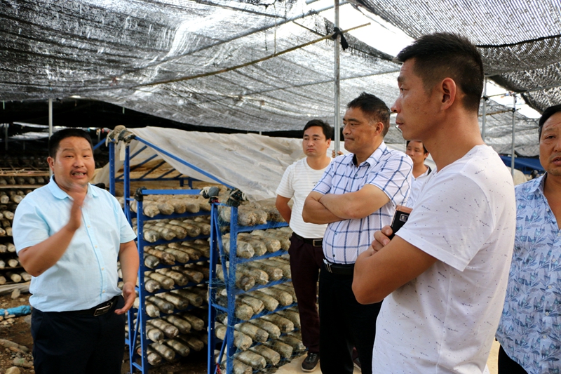 小小香菇大有可为 竹坪乡外出“取经”促脱贫