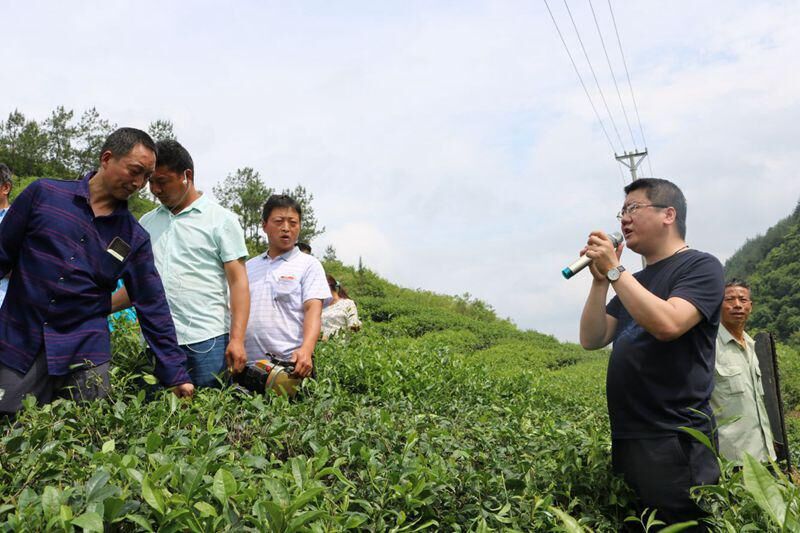 茶商大會200多名嘉賓觀摩我縣茶葉產(chǎn)業(yè)