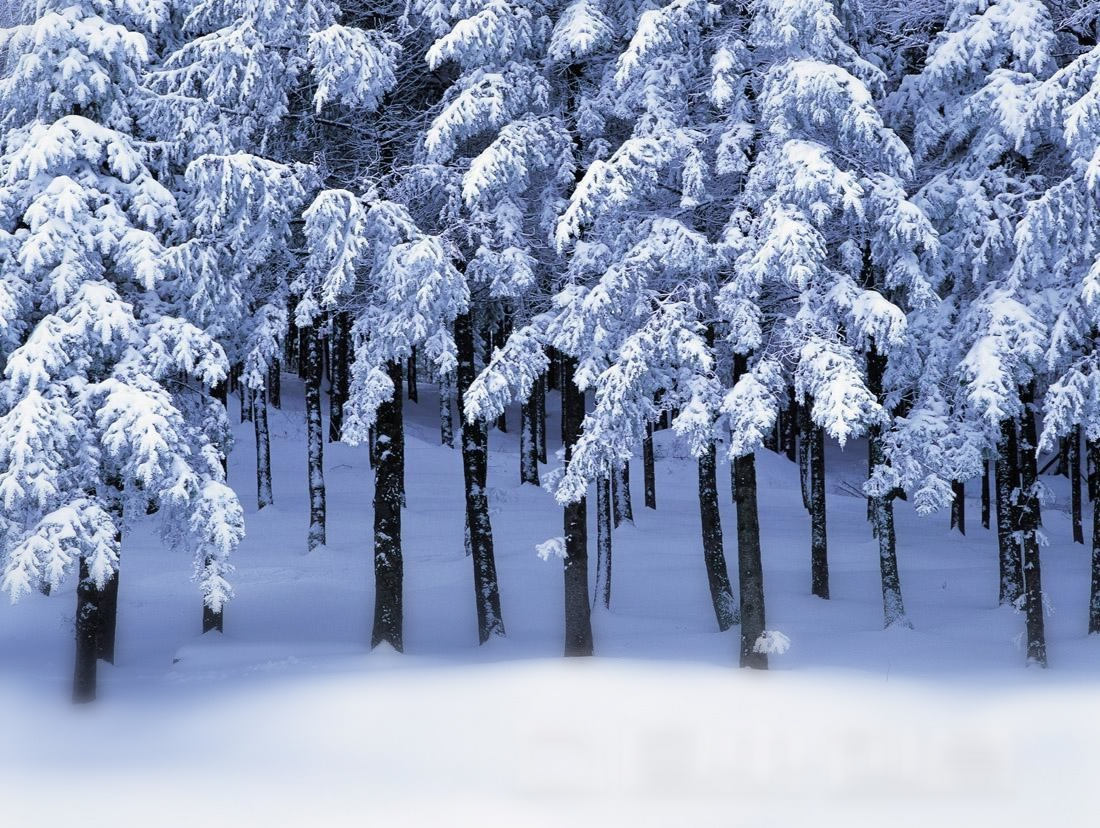 冬雪森林