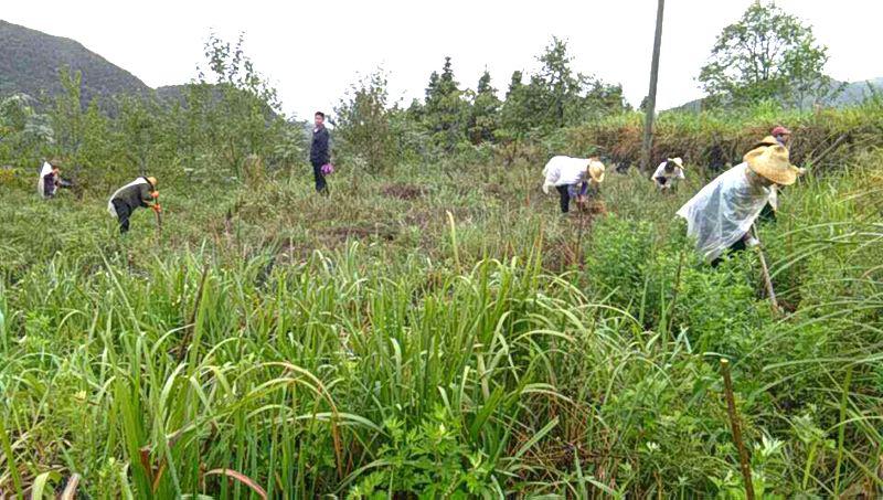 秦古镇：抢抓墒情植树造林