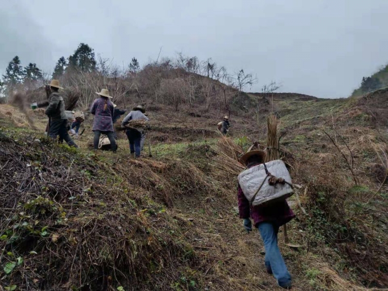 竹坪乡再掀植树造林热潮