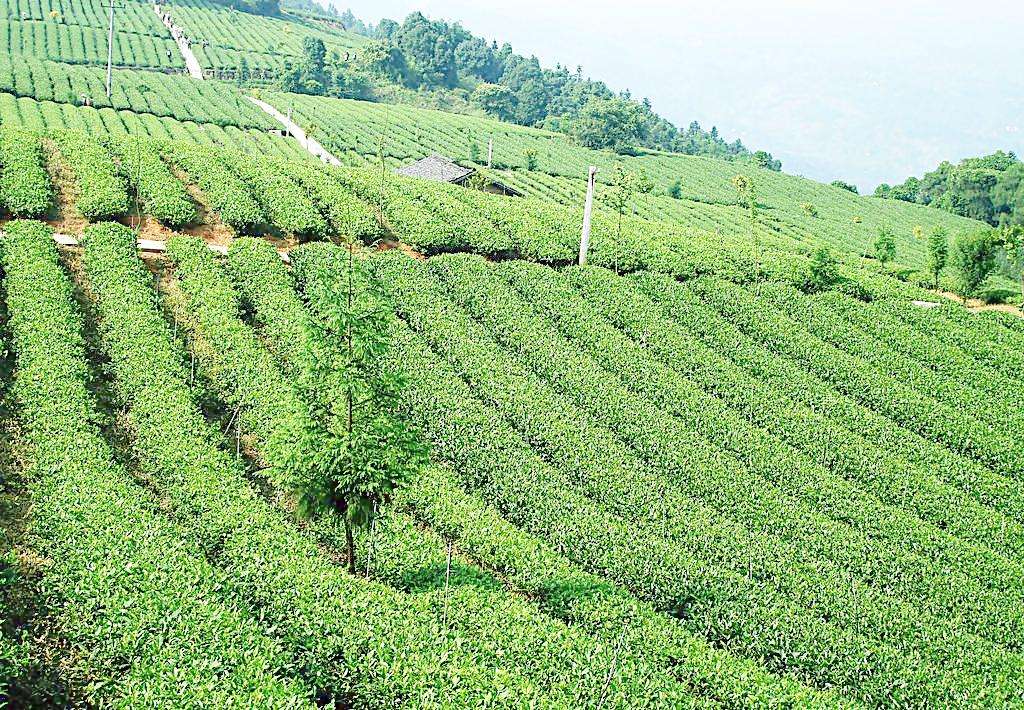 大庙乡：栽培无性茶叶苗 种下脱贫新希望