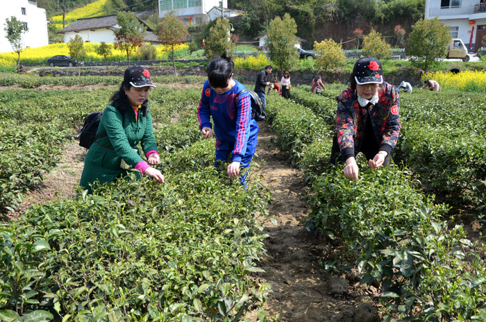  麻家渡：采茶文化闹活乡村生态游