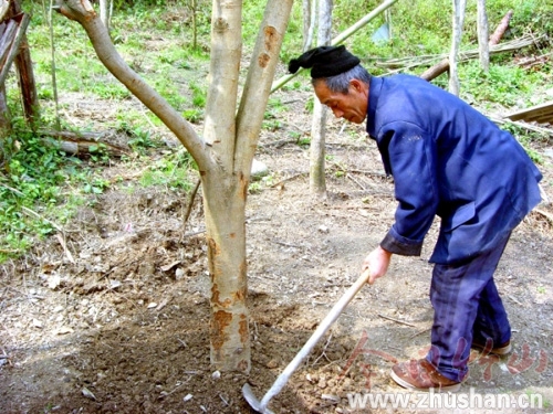 68岁老汉荒山播绿35年 累计植树面积达1400亩