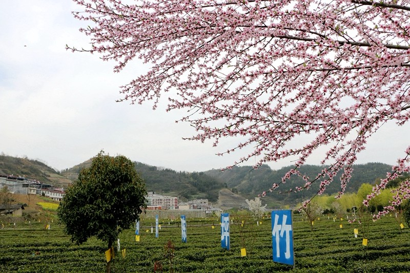 竹坪乡：桃花映红茶园美 创意农业促振兴