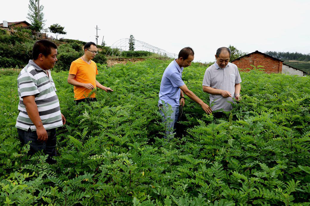 文峰乡：育苗助推精准灭荒