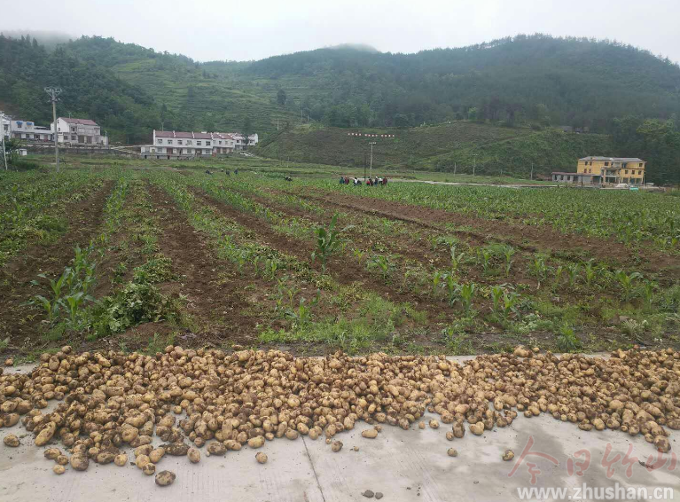 得胜镇：茶园套种大丰收