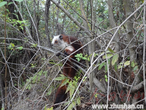 堵河源自然保护区发现国家一级保护动物鼯鼠