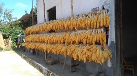  擂鼓镇新堰村贫困户李大田玉米丰收