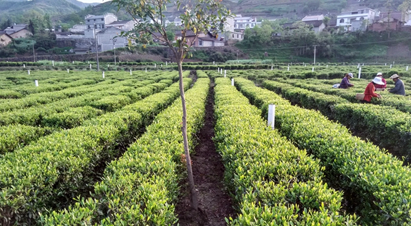 竹坪乡：妇女撑起致富半边天