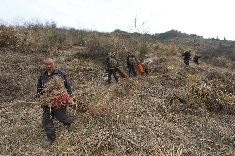 上庸镇抢墒植树绿荒山