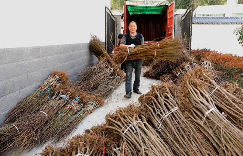 潘口乡大力发展林果产业