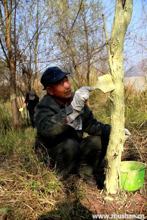 我县对城区绿化苗木进行定期涂白 预防病虫害