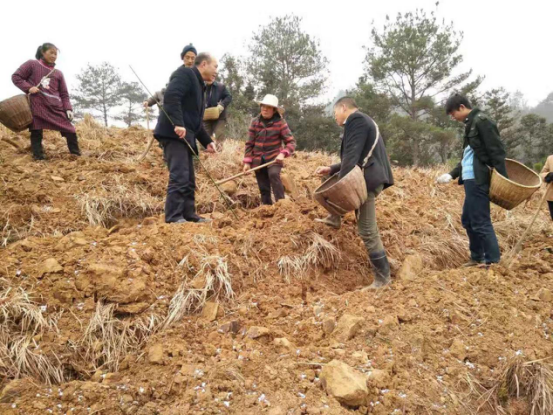 深河乡：造氛围 提质量 保实效 三举措抓好茶叶点播