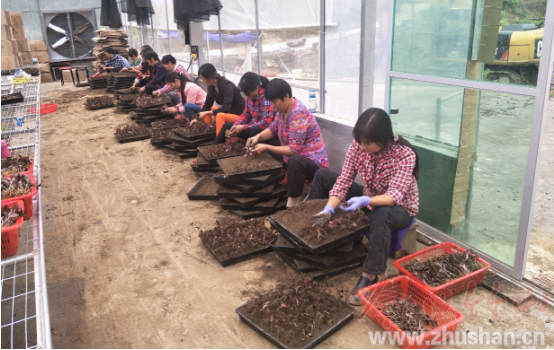 大庙乡：药材基地务工忙 产业扶贫正当时