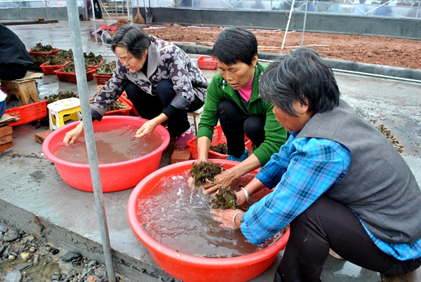 溢水镇金线莲产业基地正式投产使用