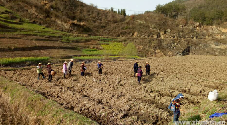 大庙乡：茶园春季管护忙