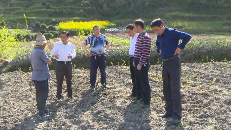 竹坪乡：田间地头谋产业