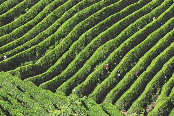 上庸镇：致富路上茶飘香 
