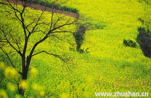 踏青赏花四大去处 一起先睹为快吧